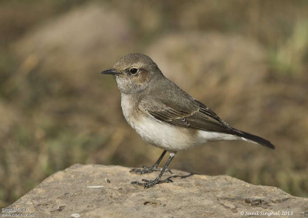 Variable Wheatear female adult, identification