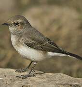 Variable Wheatear