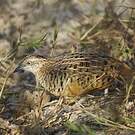 Turnix combattant
