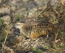 Barred Buttonquail