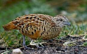 Barred Buttonquail