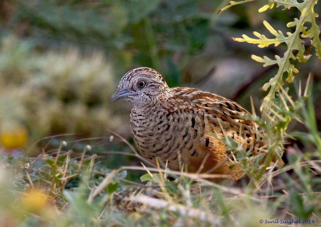 Turnix combattant femelle adulte, identification