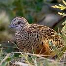 Turnix combattant