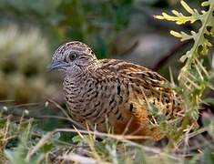 Barred Buttonquail