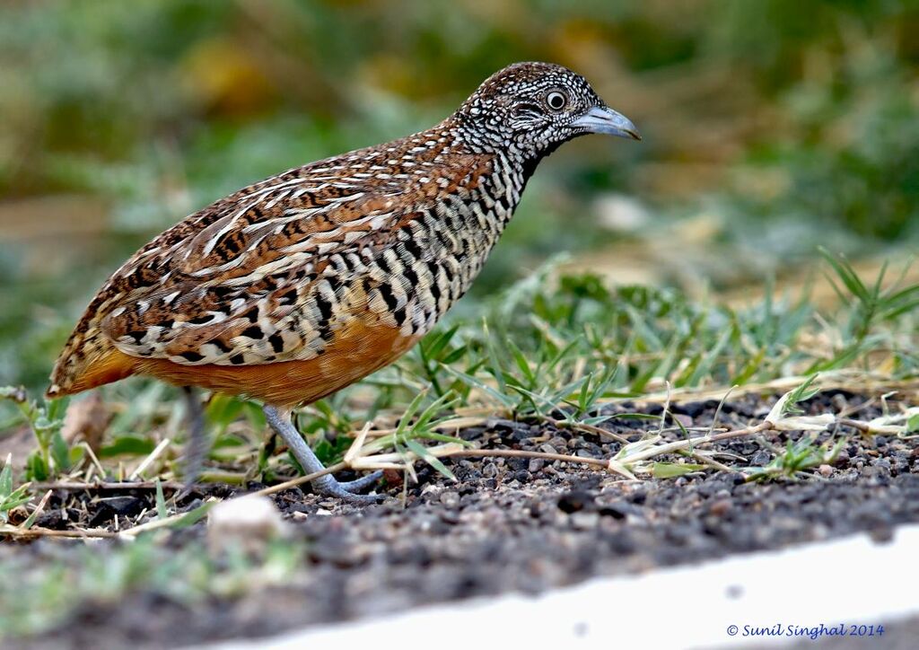 Barred Buttonquail male adult, identification