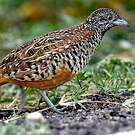 Turnix combattant