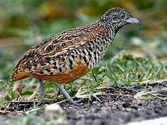 Barred Buttonquail