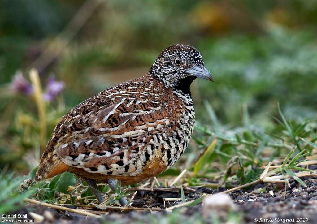 Barred Buttonquail male adult, identification