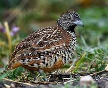 Barred Buttonquail