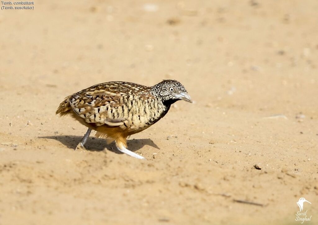 Barred Buttonquail, identification