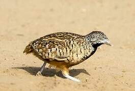 Barred Buttonquail