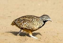 Barred Buttonquail