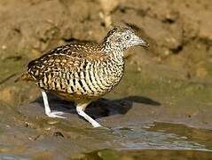 Barred Buttonquail