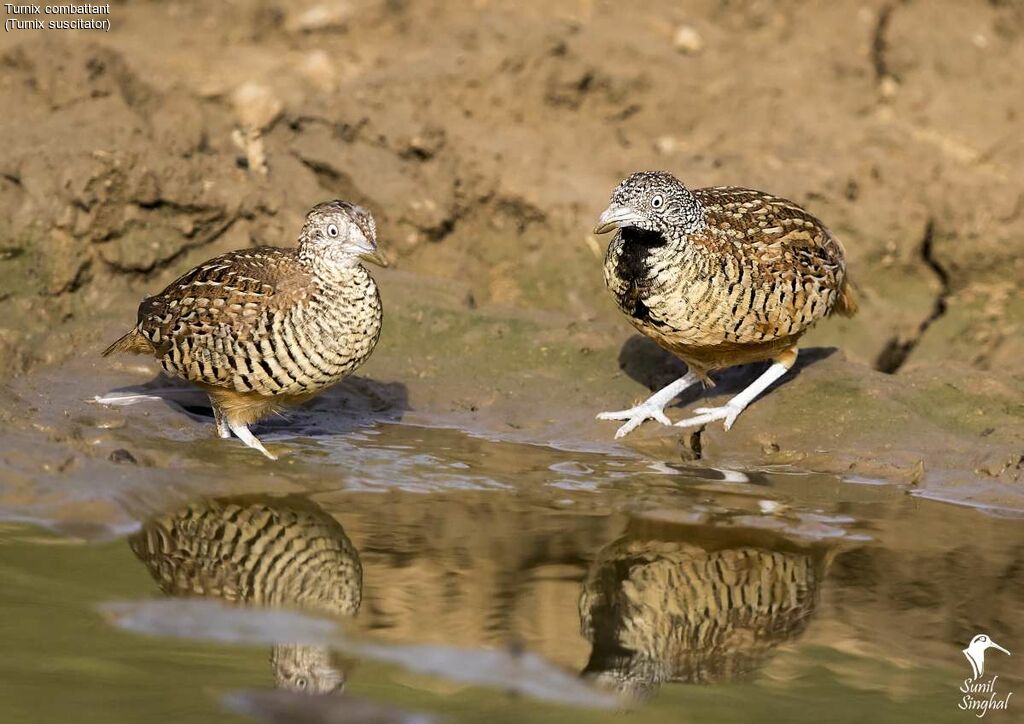 Barred Buttonquail adult, identification, Behaviour