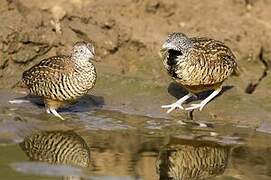 Barred Buttonquail