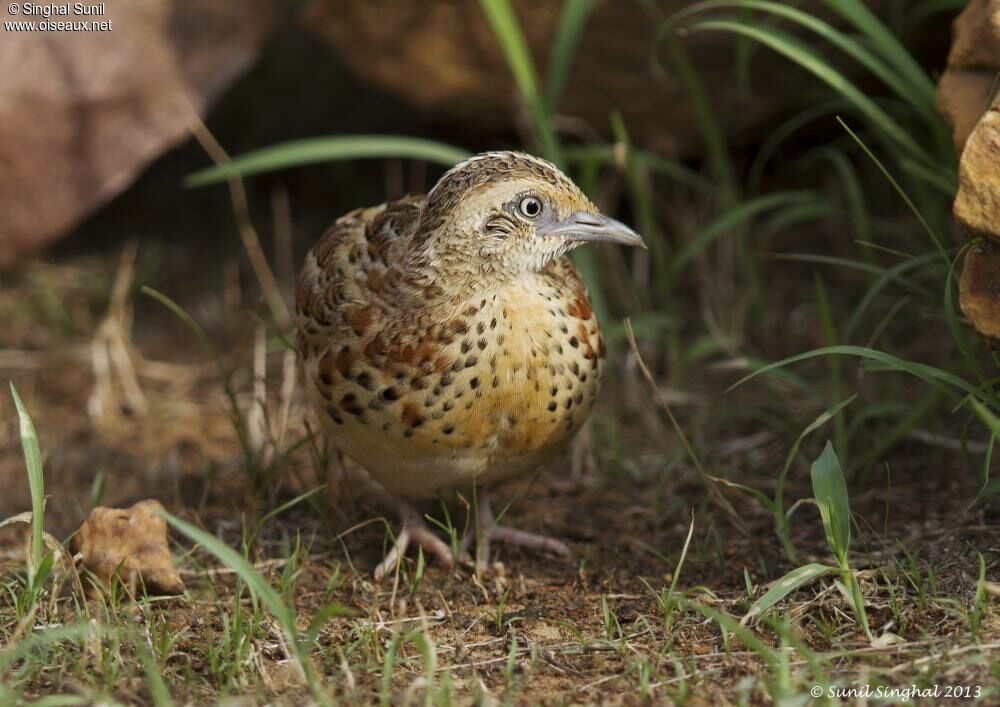 Common Buttonquailadult, identification