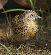 Common Buttonquail