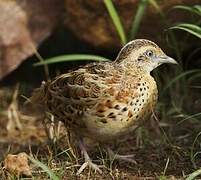 Common Buttonquail