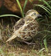 Common Buttonquail