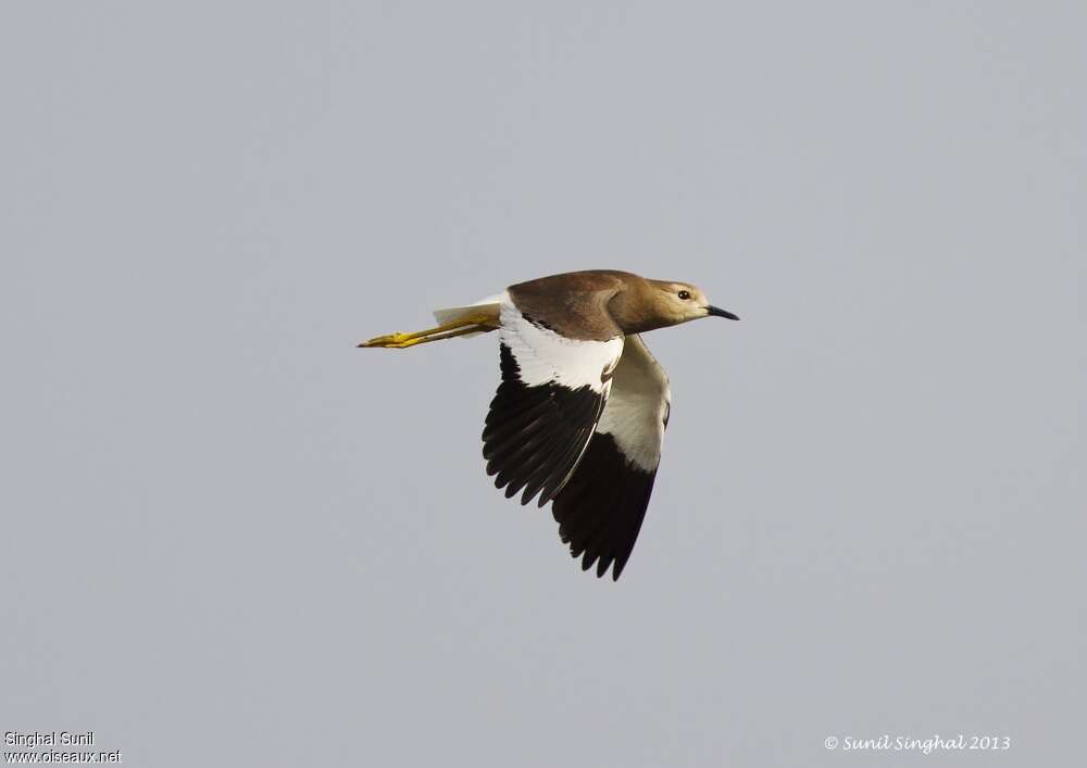 White-tailed Lapwingadult, pigmentation, Flight