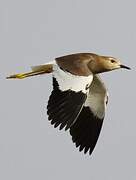 White-tailed Lapwing