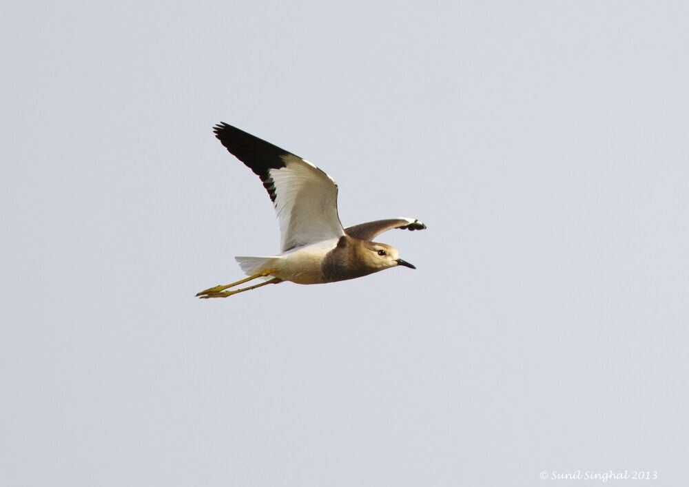 White-tailed Lapwing