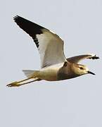 White-tailed Lapwing