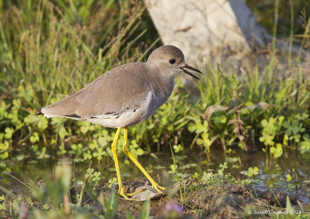 White-tailed Lapwingadult, identification