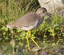 White-tailed Lapwing