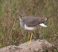 White-tailed Lapwing