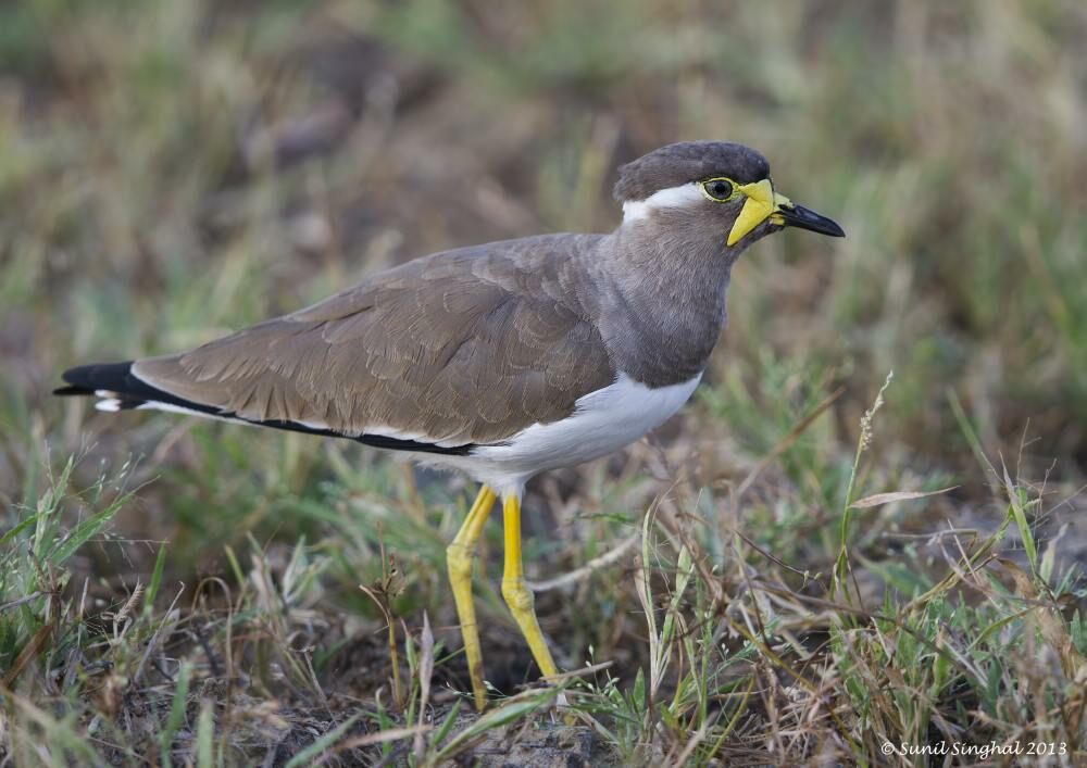 Vanneau de Malabaradulte, identification