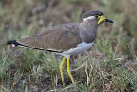 Yellow-wattled Lapwing