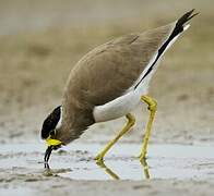 Yellow-wattled Lapwing