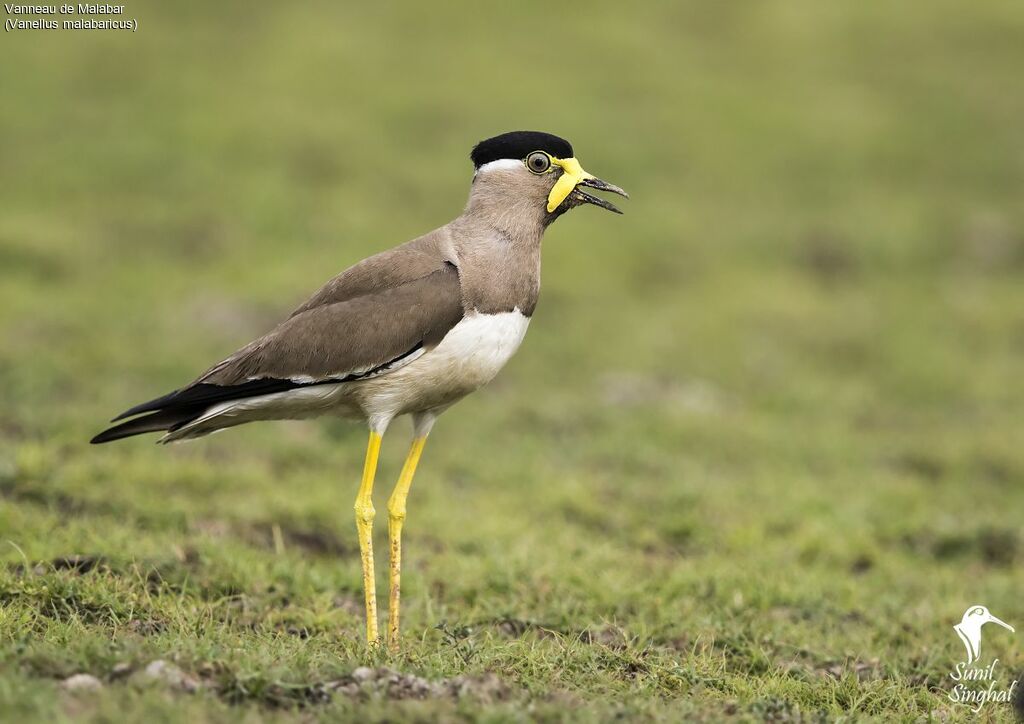 Yellow-wattled Lapwingadult, identification