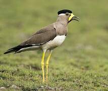 Yellow-wattled Lapwing