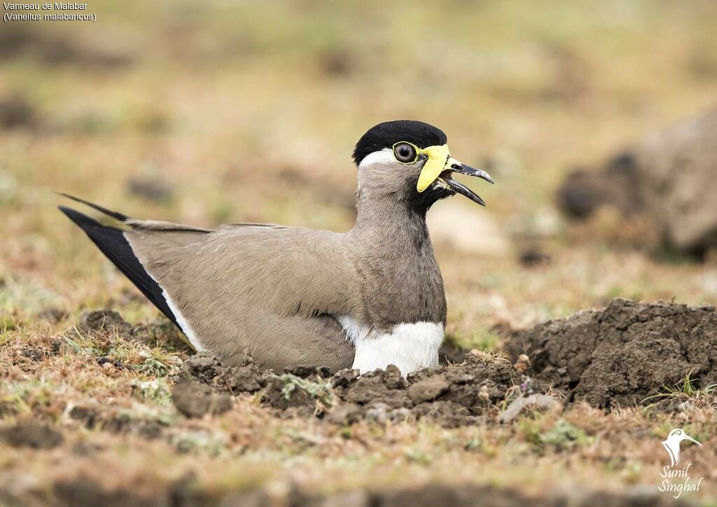 Yellow-wattled Lapwingadult, identification, Reproduction-nesting