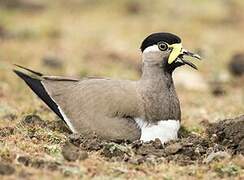 Yellow-wattled Lapwing