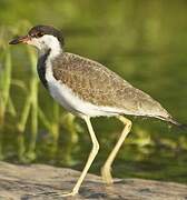 Red-wattled Lapwing