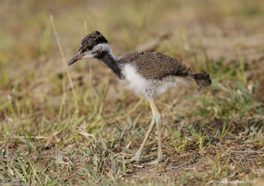 Red-wattled LapwingPoussin, identification, Reproduction-nesting