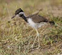 Red-wattled Lapwing