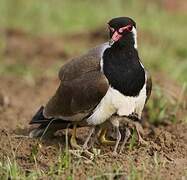 Red-wattled Lapwing