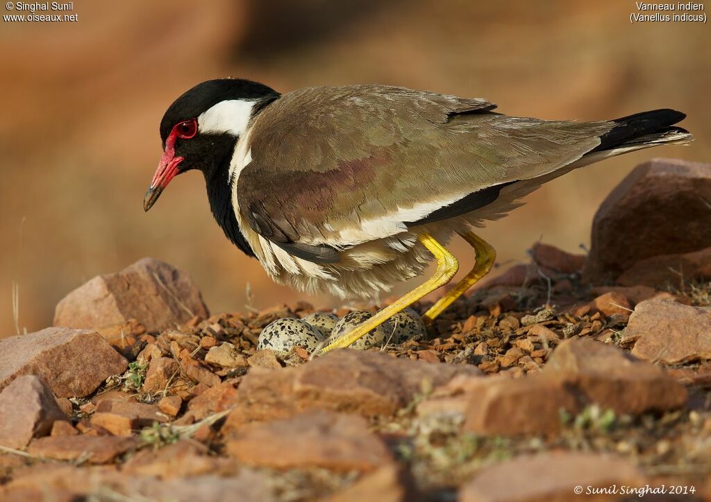 Red-wattled Lapwing female adult, identification, Reproduction-nesting