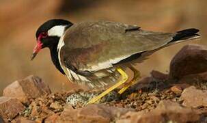 Red-wattled Lapwing