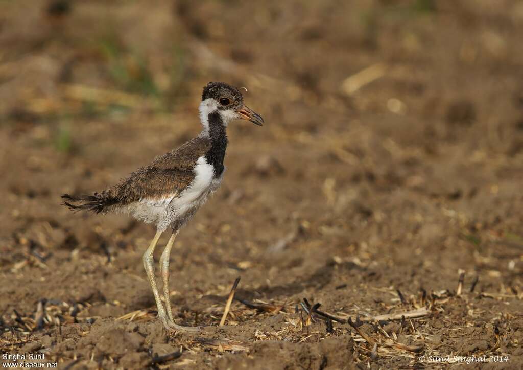 Red-wattled LapwingPoussin, identification