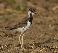 Red-wattled Lapwing