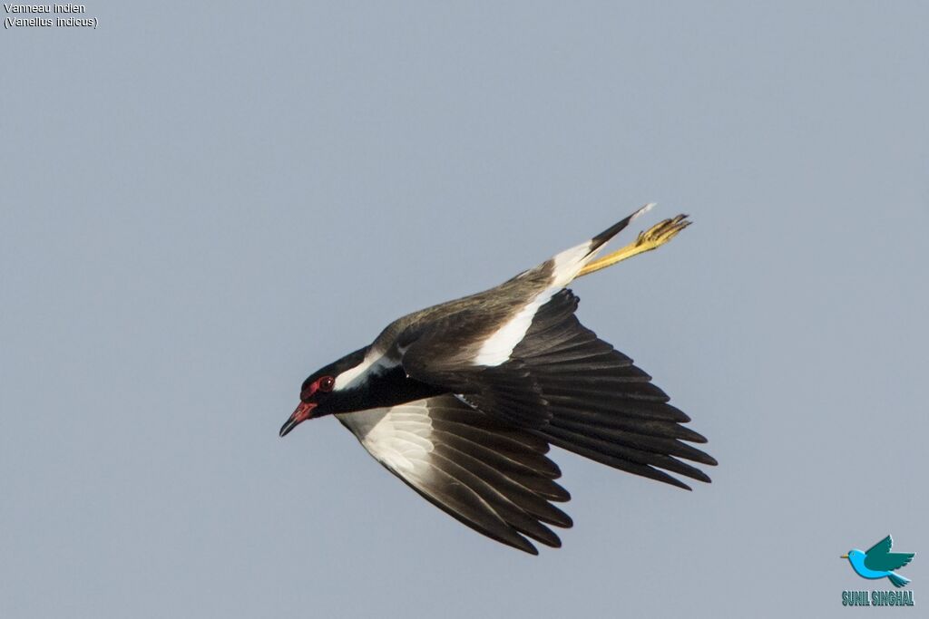 Red-wattled Lapwing, Flight