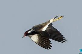 Red-wattled Lapwing