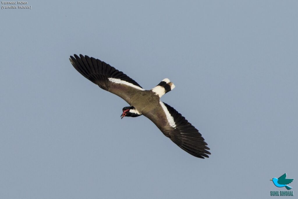 Red-wattled Lapwing, Flight