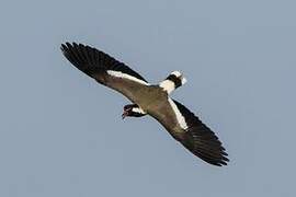 Red-wattled Lapwing