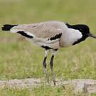 Vanneau pie